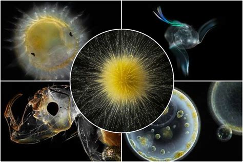 Planktonium Collection About The Microscopic World Of Plankton