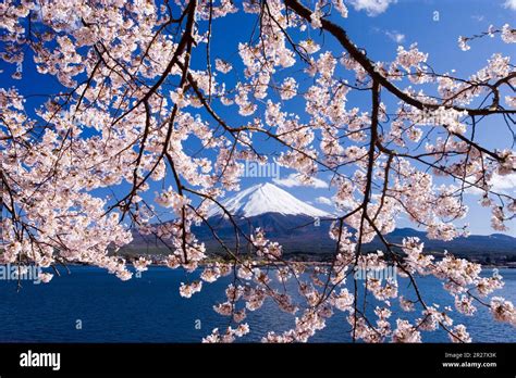 Fuji and cherry blossom Stock Photo - Alamy