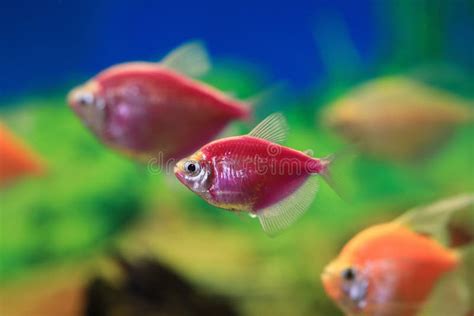 Glofish, Genetically Engineered Fluorescent Fish Stock Image - Image of ...