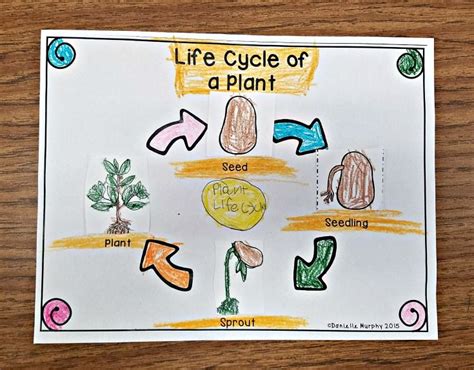 Plant Life Cycle Anchor Chart