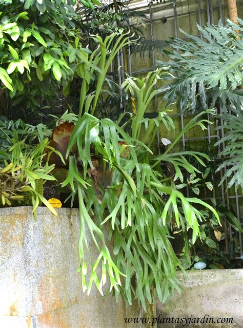 Platycerium Bifurcatum Cuerno De Alce Nativo De Australia Plantas