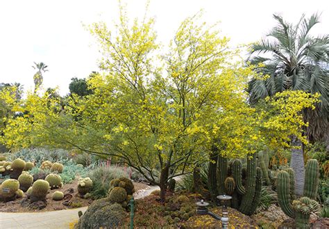 Desert Museum Palo Verde Sacramento Tree Foundation