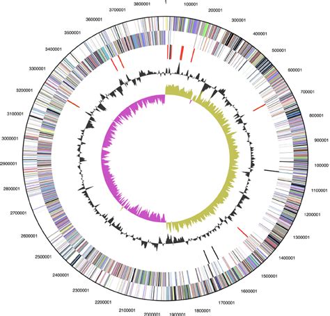 Graphical Circular Map Of The Chromosome From Outside To The Center