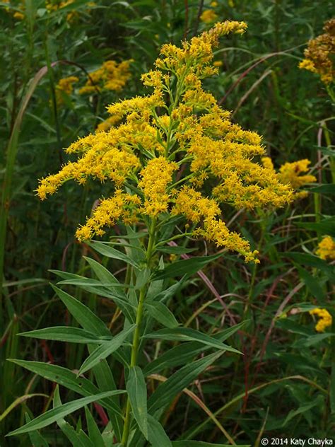 Solidago altissima (Tall Goldenrod): Minnesota Wildflowers