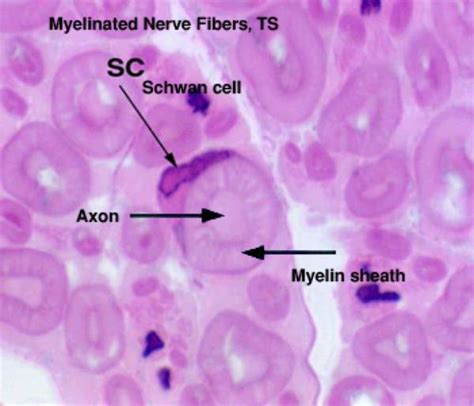 Nervous Tissue