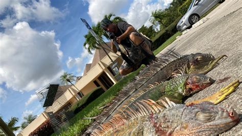 Iguana Removals Using The Gamos Swarm Magnum Gen With The Bone