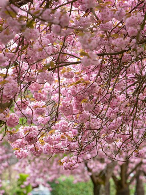 Deciduous Tree Prunus Serrulata Pink Perfection Flowering Cherry