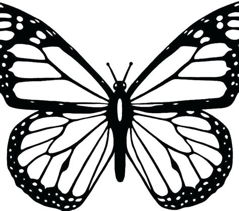 Butterfly Line Drawing At Explore Collection Of