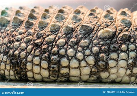 Alligator Skin Cost at Walter Paul blog