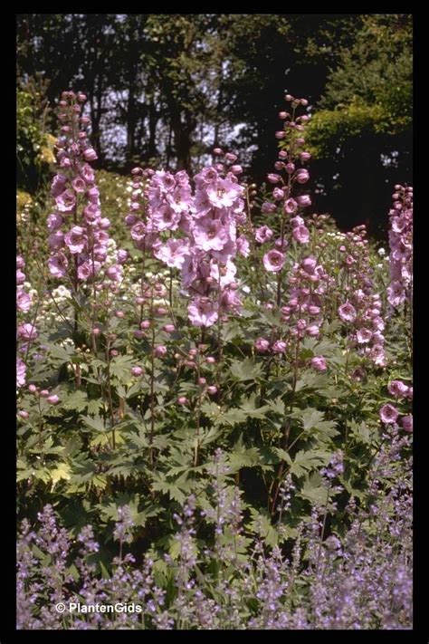Delphinium 'Astolat' | Groeninfo.com
