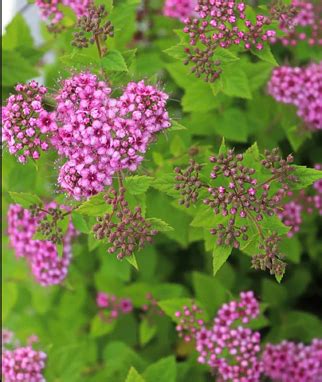 Lanksva japoninė Little Princess Spirea japonica Garliavos medelynas