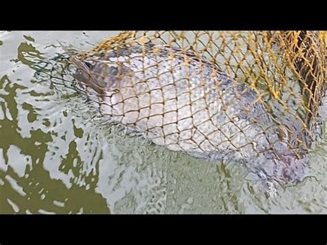 Umpan Lumut Busa Yang Makan Ikan Nila Babon Semuah Mancing Jatiluhur