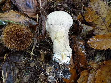 Lycoperdon Excipuliforme Beutel St Ubling Pilzbestimmung U