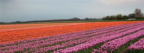 WHAT DUTCH TULIP FARMERS CAN TEACH US ABOUT SAYING NO - www.kalangu.net