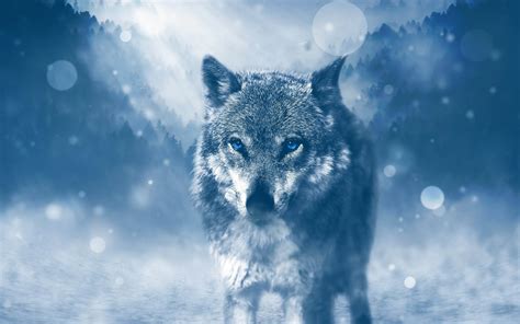 Wild Snow Wolf 4K Wallpaper • GamePhD