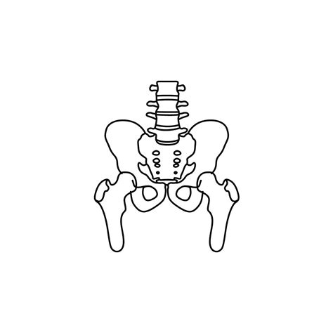 Understanding Hip Anatomy: Flexion and Extension