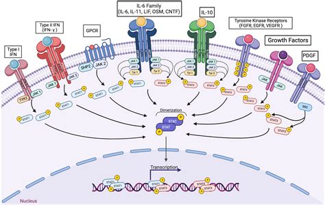 Frontiers The Complementary Roles Of Stat And Stat In Cancer