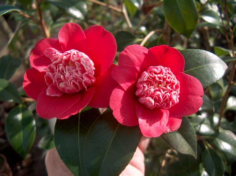 Camélias Flavius Viveiros Camélia Jardim Em Vasos Gardênias