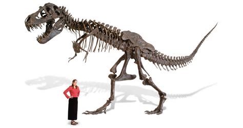 Are you crazy enough to buy this $100,000 life-size T-rex skeleton replica?