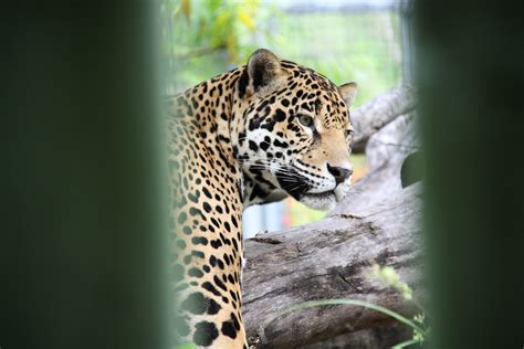 Definitive Guide To Jaguar Facts, Habitat, Conservation Status, Zoo ...