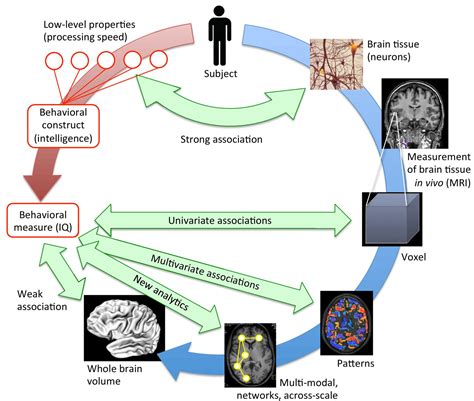 Brain And Behavior Assessing Reproducibility In Association Studies