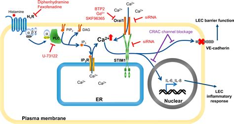 Ca2 Release Activated Ca2 Channels Are Responsible For Histamine