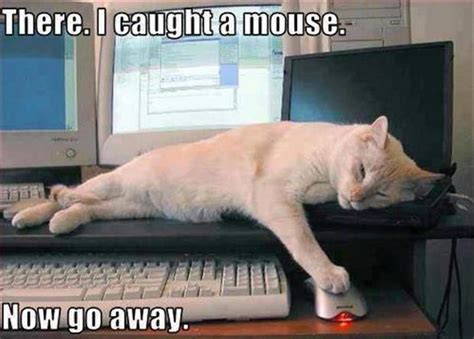 funny pictures cat catches mouse - Dump A Day