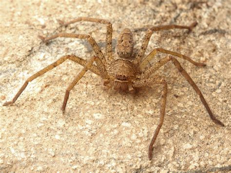 Arizona Spiders Identification Chart