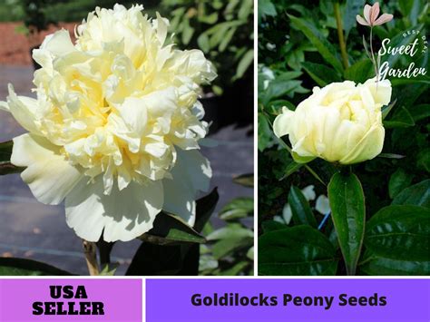 10 Seeds Goldilocks Peony Seeds Perennial Authentic Etsy