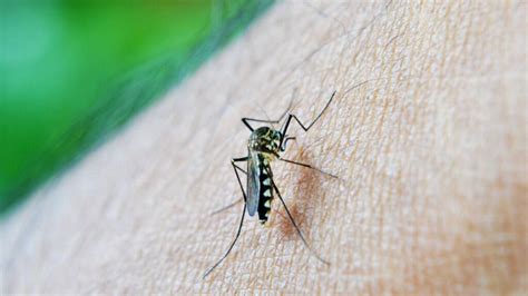 Bangladesh Records Nearly 1000 Dengue Deaths In Worst Outbreak Since