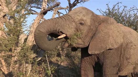 Sound Of The African Bushveld Elephants African Wildlife Youtube