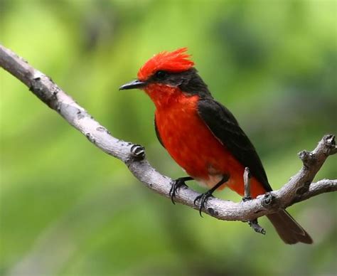 20 Animales De Venezuela Características Curiosidades Y Fotos