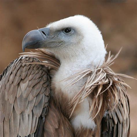 Aves De Guadalajara Vi Buitre Leonado Senderismo Guadalajara