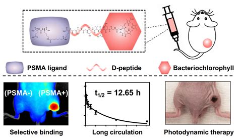 Long‐circulating Prostate‐specific Membrane Antigen‐targeted Nir