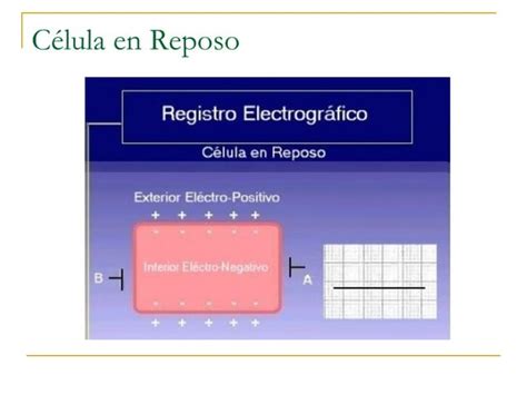 TeoríA Del Dipolo Y ConduccióN EléCtrica Del CorazóN PPT