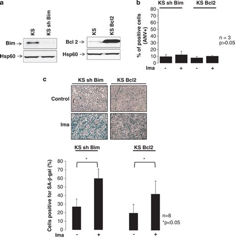 Inhibition Of Apoptosis Increases Senescence Of K562 Cells K562 Cells Download Scientific