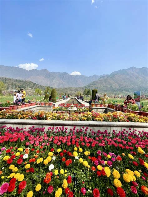 Asia S Largest Tulip Garden Opens For Visitors In J K S Srinagar See