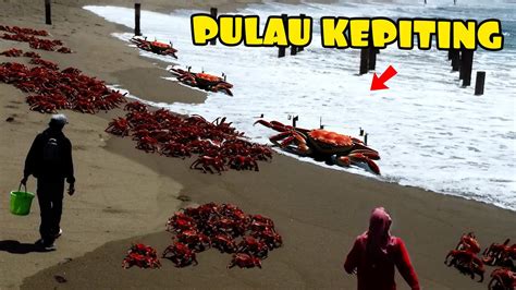 Puluhan Ribu Kepiting Bersarang Dipasir Laut Yg Jarang Dikunjungi