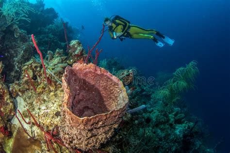 Blue Hole Belize Scuba Diving Editorial Stock Photo - Image of blue, scuba: 168395238