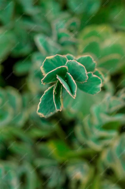premium photo succulent leaves   garden