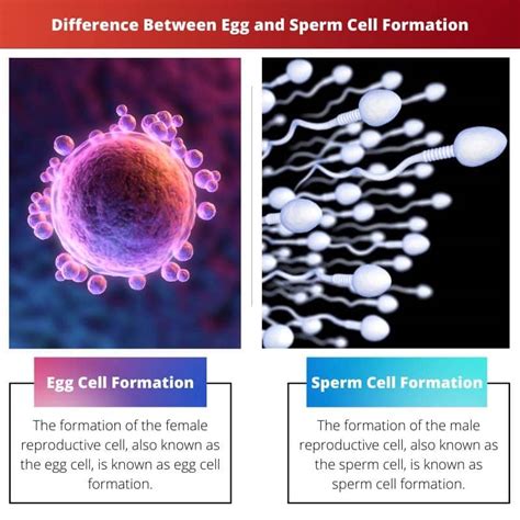 Egg vs Sperm Cell Formation: Difference and Comparison