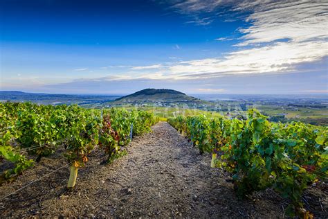 Photos Vue Sur Le Mont Brouilly Et Les Vignes Du Beaujolais France