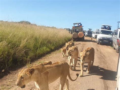 Desde Nairobi 7 días de Masai Mara Nakuru y Amboseli Safari