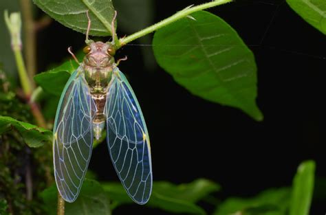 Microstructures On The Surface Of Cicada Wings Kill Bacteria Asknature