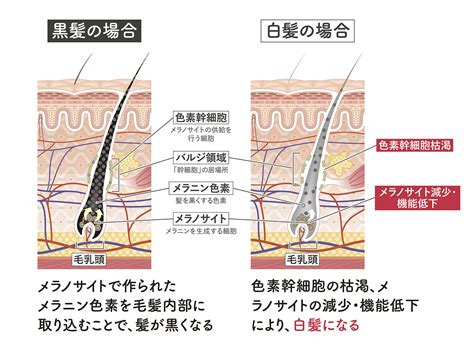 白髪の原因と身近でできる白髪対策、予防方法 【公式】アマロン渋谷松濤 〜 美容室・バイオプログラミングカラーファンタジー