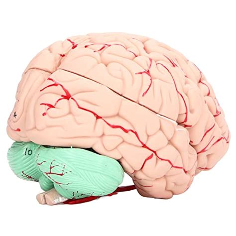 Brain Mold Gift Dedicated To The Skull Human Brain Model Lets Get To