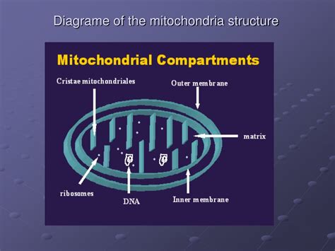 Ppt Mitochondria Structure Powerpoint Presentation Free Download Id 9646002