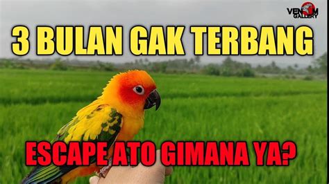 Burung Sun Conure Dan Falk Yang 3 Bulan Tidak Terbang YouTube