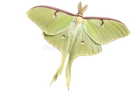 Luna Moth Actias Luna Stock Image Image Of Night Closeup 2595719