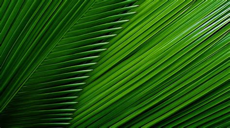 Tropical Delight Captivating Texture Of A Banana Tree Background Fresh